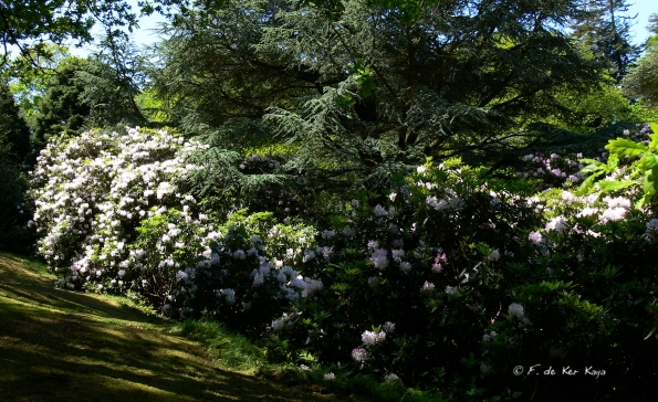 Bois des Moutiers (331) Mai 2012